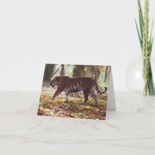 Big Tiger Birthday Wenskaart Kaart