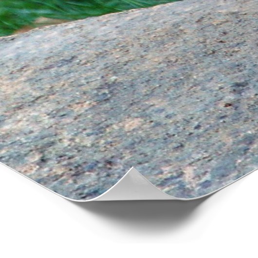 Big Tiger Cub Poster (Hoek)