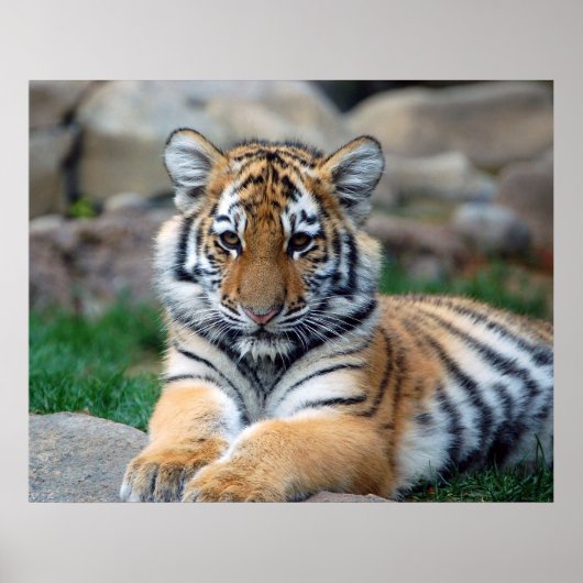 Big Tiger Cub Poster (Voorkant)