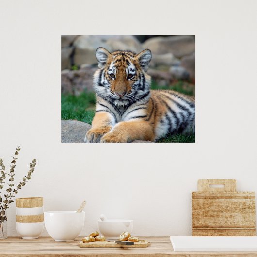 Big Tiger Cub Poster (Keuken)