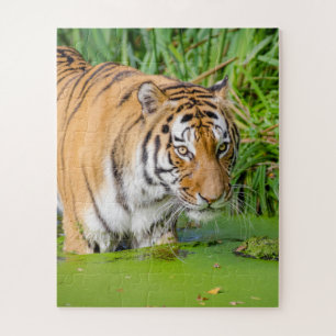 Big Tiger zwemt met groene olie Legpuzzel