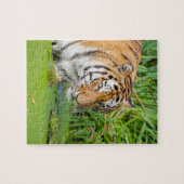 Big Tiger zwemt met groene olie Legpuzzel (Horizontaal)