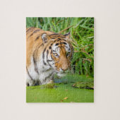 Big Tiger zwemt met groene olie Legpuzzel (Verticaal)