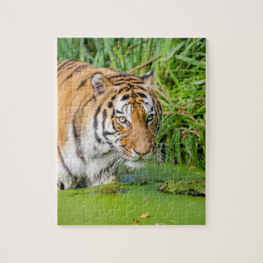 Big Tiger zwemt met groene olie Legpuzzel (Verticaal)