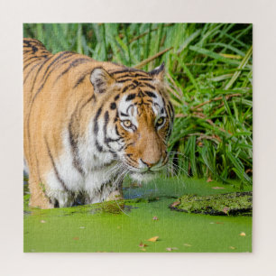 Big Tiger zwemt met groene olie Legpuzzel