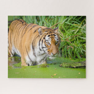 Big Tiger zwemt met groene olie Legpuzzel