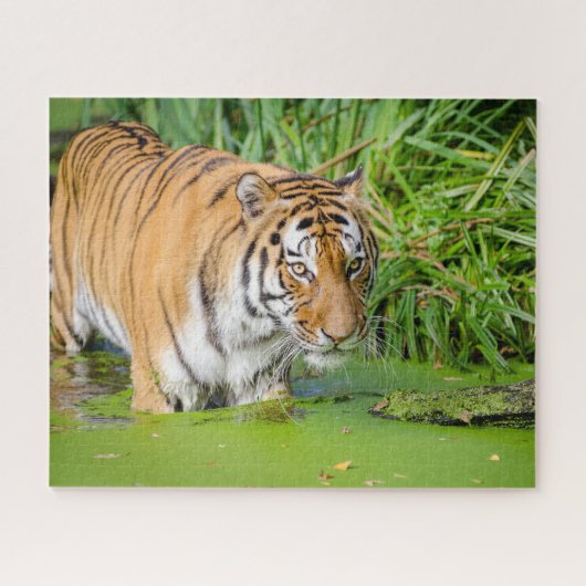 Big Tiger zwemt met groene olie Legpuzzel (Horizontaal)