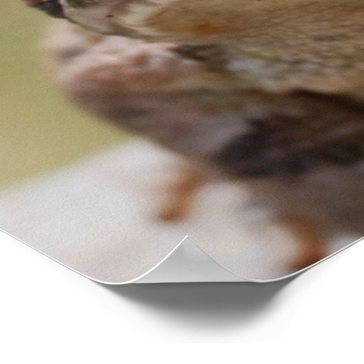 Big Toad Poster (Hoek)