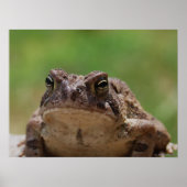 Big Toad Poster (Voorkant)