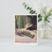 Big Tree, Californië, Wagon, Settlers,  Briefkaart (Staand voorkant)