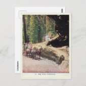 Big Tree, Californië, Wagon, Settlers,  Briefkaart (Voorkant / Achterkant)