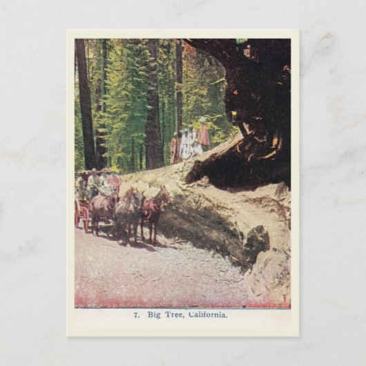 Big Tree, Californië, Wagon, Settlers,  Briefkaart (Voorkant)