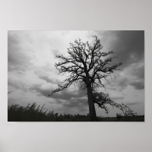 Big Tree, Glacier Ridge Metropark, Dublin, Ohio Poster (Voorkant)