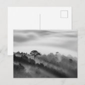 Big Tree in Pine Forest in the Mist Briefkaart (Voorkant / Achterkant)
