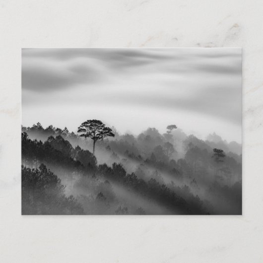 Big Tree in Pine Forest in the Mist Briefkaart (Voorkant)