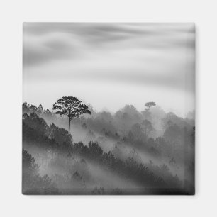 Big Tree in Pine Forest in the Mist Magneet