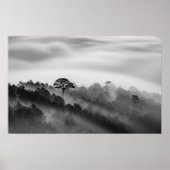 Big Tree in Pine Forest in the Mist Poster (Voorkant)