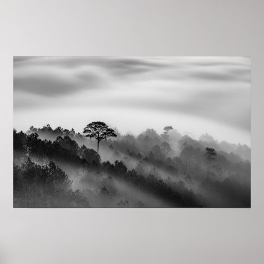 Big Tree in Pine Forest in the Mist Poster (Voorkant)