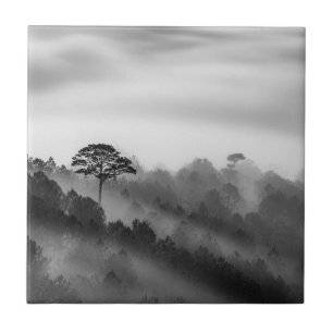 Big Tree in Pine Forest in the Mist Tegeltje