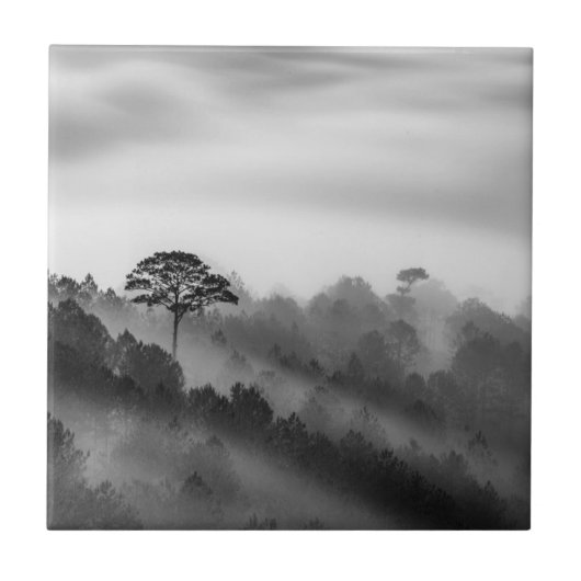 Big Tree in Pine Forest in the Mist Tegeltje (Voorkant)