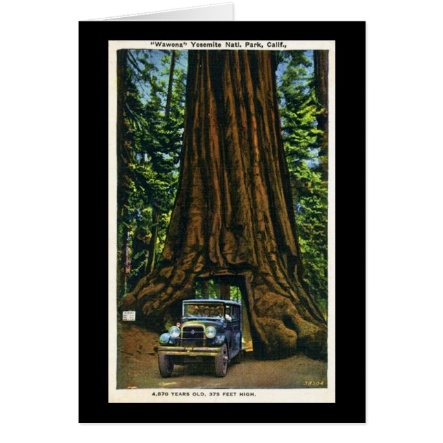 Big Tree Wawona, Mariposa Grove, CA (Voorkant)