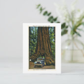 Big Tree Wawona, Mariposa Grove, CA Briefkaart (Staand voorkant)