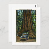 Big Tree Wawona, Mariposa Grove, CA Briefkaart (Voorkant / Achterkant)