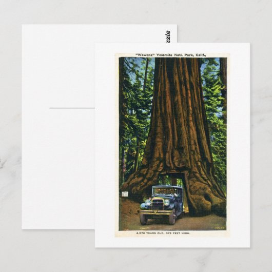 Big Tree Wawona, Mariposa Grove, CA Briefkaart (Voorkant / Achterkant)