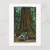 Big Tree Wawona, Mariposa Grove, CA Briefkaart (Voorkant)