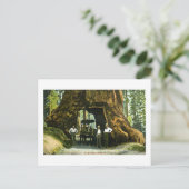 Big Tree Wawona, Mariposa Grove, CA  Briefkaart (Staand voorkant)