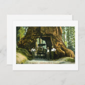 Big Tree Wawona, Mariposa Grove, CA  Briefkaart (Voorkant / Achterkant)