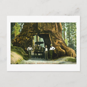 Big Tree Wawona, Mariposa Grove, CA  Briefkaart