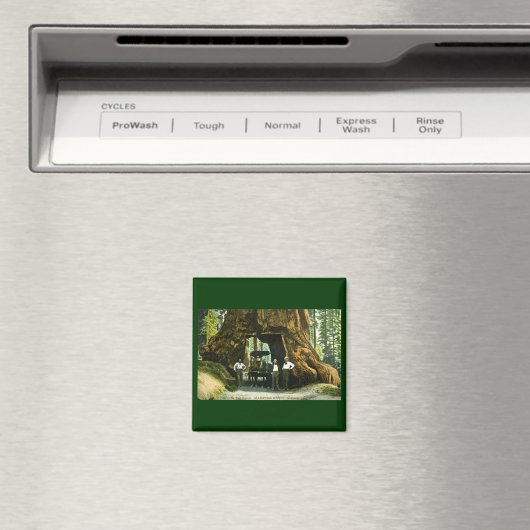 Big Tree Wawona, Mariposa Grove, CA Magneet (Insitu (Vaatwasser))