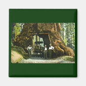 Big Tree Wawona, Mariposa Grove, CA Magneet (Voorkant)