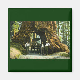 Big Tree Wawona, Mariposa Grove, CA  Magneet