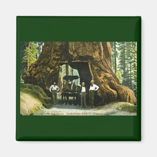 Big Tree Wawona, Mariposa Grove, CA Magneet (Voorkant)
