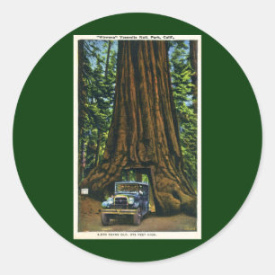 Big Tree Wawona, Mariposa Grove, CA Ronde Sticker
