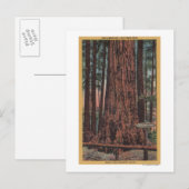 Big Trees State Park, CA - Neck Breaker Tree Briefkaart (Voorkant / Achterkant)
