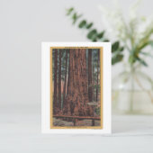 Big Trees State Park, CA - Neck Breaker Tree Briefkaart (Staand voorkant)