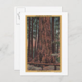 Big Trees State Park, CA - Neck Breaker Tree Briefkaart (Voorkant / Achterkant)