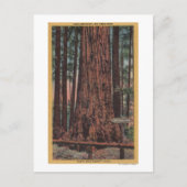 Big Trees State Park, CA - Neck Breaker Tree Briefkaart (Voorkant)