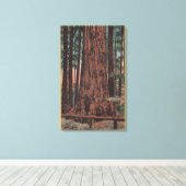 Big Trees State Park, CA - Neck Breaker Tree Canvas Afdruk (Insitu (Houten vloer))