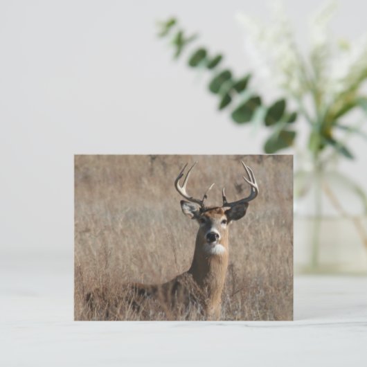 Big Trophy Buck Deer in Tall Grass Briefkaart (Staand voorkant)