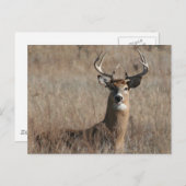 Big Trophy Buck Deer in Tall Grass Briefkaart (Voorkant / Achterkant)