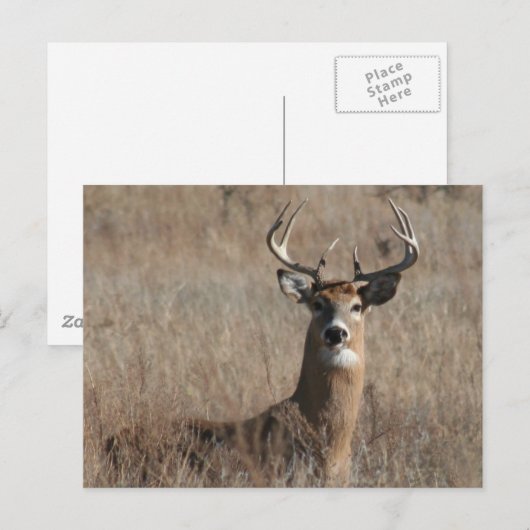 Big Trophy Buck Deer in Tall Grass Briefkaart (Voorkant / Achterkant)