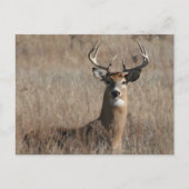 Big Trophy Buck Deer in Tall Grass Briefkaart (Voorkant)