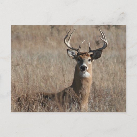 Big Trophy Buck Deer in Tall Grass Briefkaart (Voorkant)