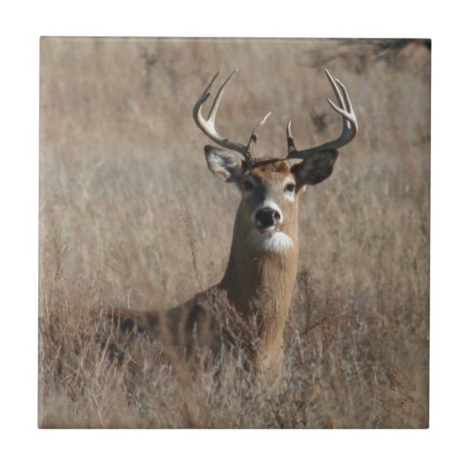 Big Trophy Buck Deer in Tall Grass Camo Tegeltje (Voorkant)