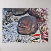 Big Ugly Eel Poster (Voorkant)