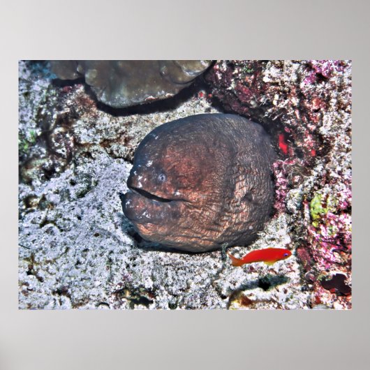 Big Ugly Eel Poster (Voorkant)